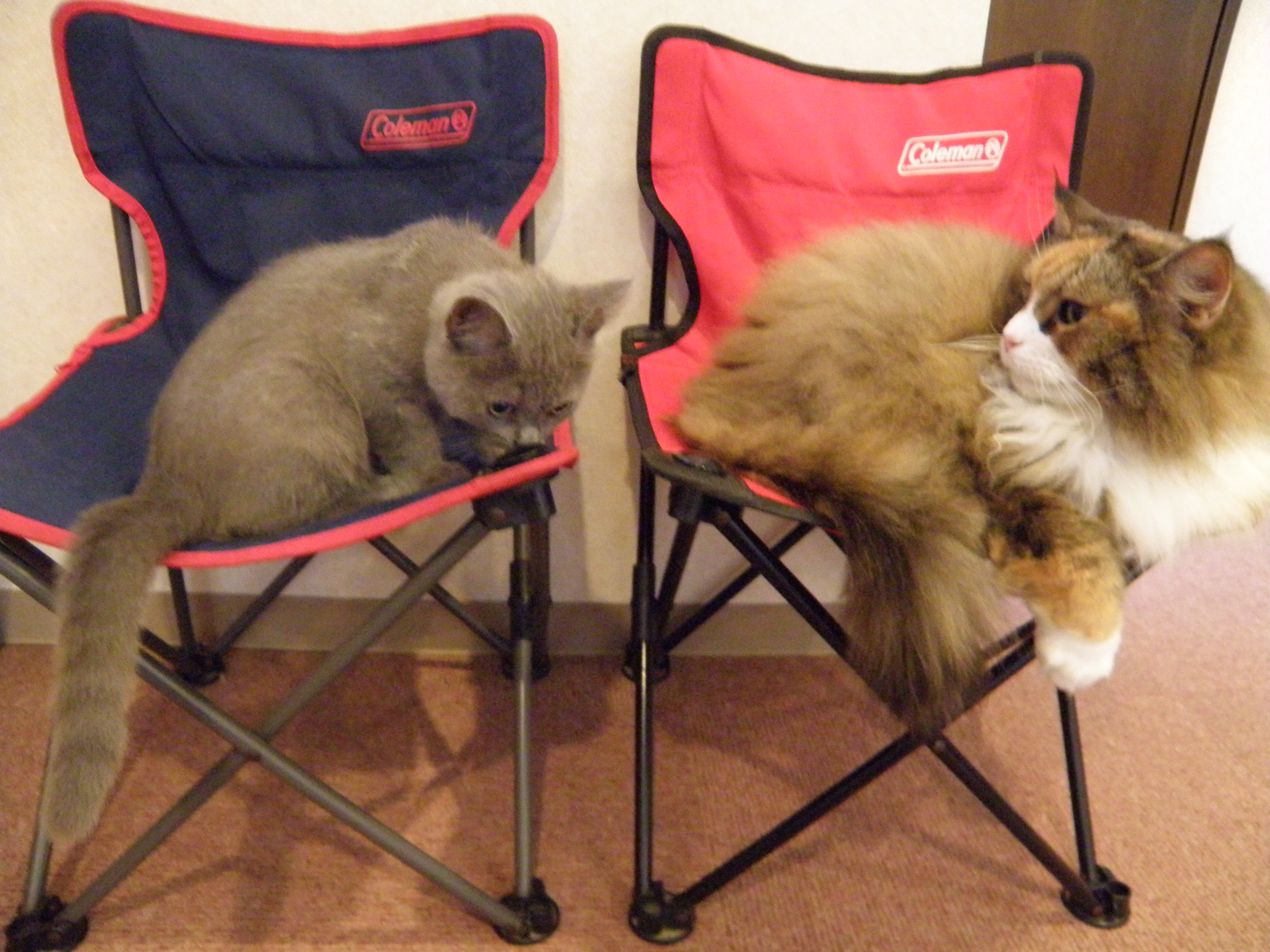 ニャンシー様 専用❕-