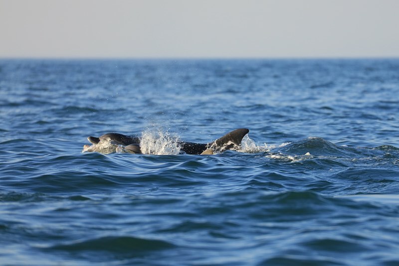 📷 <a href="/janbx/">Jan Bex</a> 

#bottlenosedolphin #cardiganbay #abaytoremember #wildlifeboattrips #wildlifephotography #visitwales #visitceredigion #visitpembrokeshire #ceredigion #pembrokeshire #boattrip instagr.am/p/CsGIEvxrTfa/