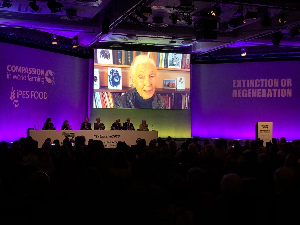Compassion in World Farming UK (@ciwf) on Twitter photo Our incredible Patron, Dr Jane Goodall, DBE, opens our Extinction or Regeneration conference!
We're bringing experts together to find solutions to end factory farming in a way that's kind to animals, people & our planet.
Follow for live updates⬇️ #Extinction2023 <a href="/JaneGoodallUK/">JGI UK and Roots & Shoots</a> Our incredible Patron, Dr Jane Goodall, DBE, opens our Extinction or Regeneration conference!
We're bringing experts together to find solutions to end factory farming in a way that's kind to animals, people & our planet.
Follow for live updates⬇️ #Extinction2023 <a href="/JaneGoodallUK/">JGI UK and Roots & Shoots</a>