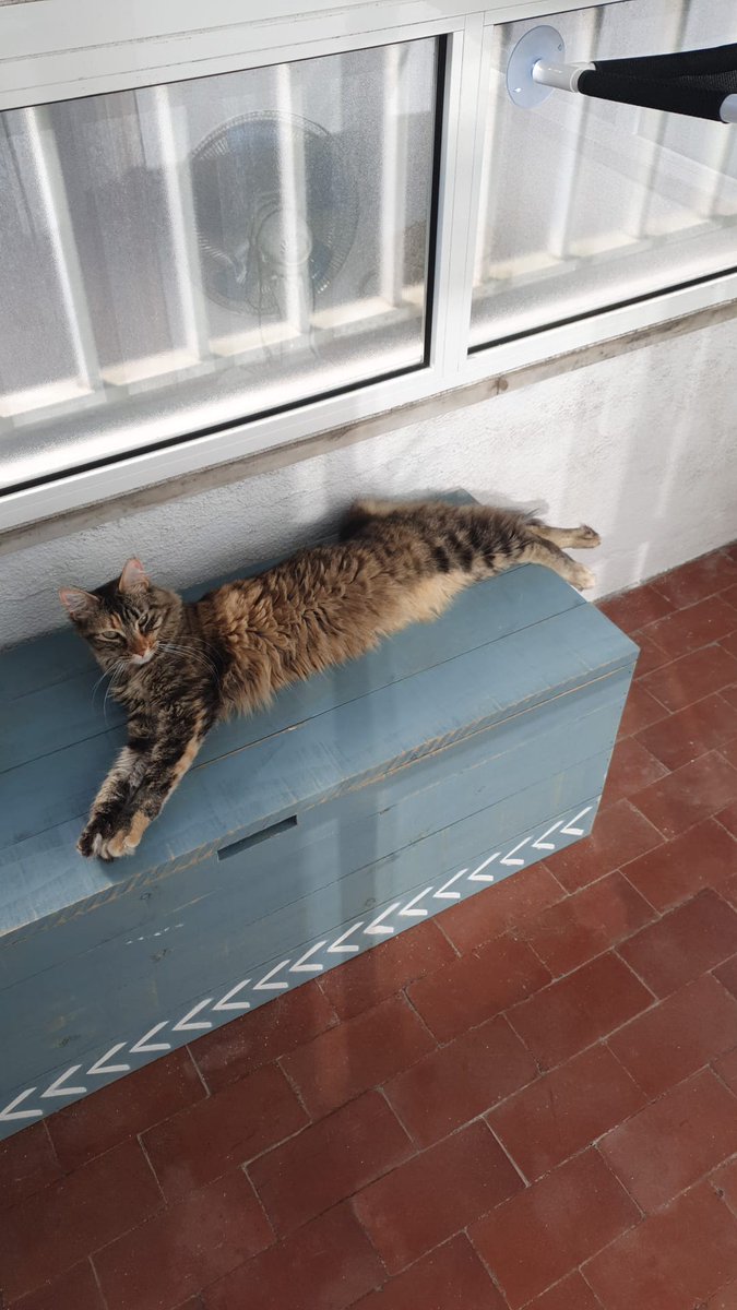 Ana_LuBarros's tweet photo. @ShouldHaveCat Sleepy Zelda https://t.co/j15X1JSm4Q