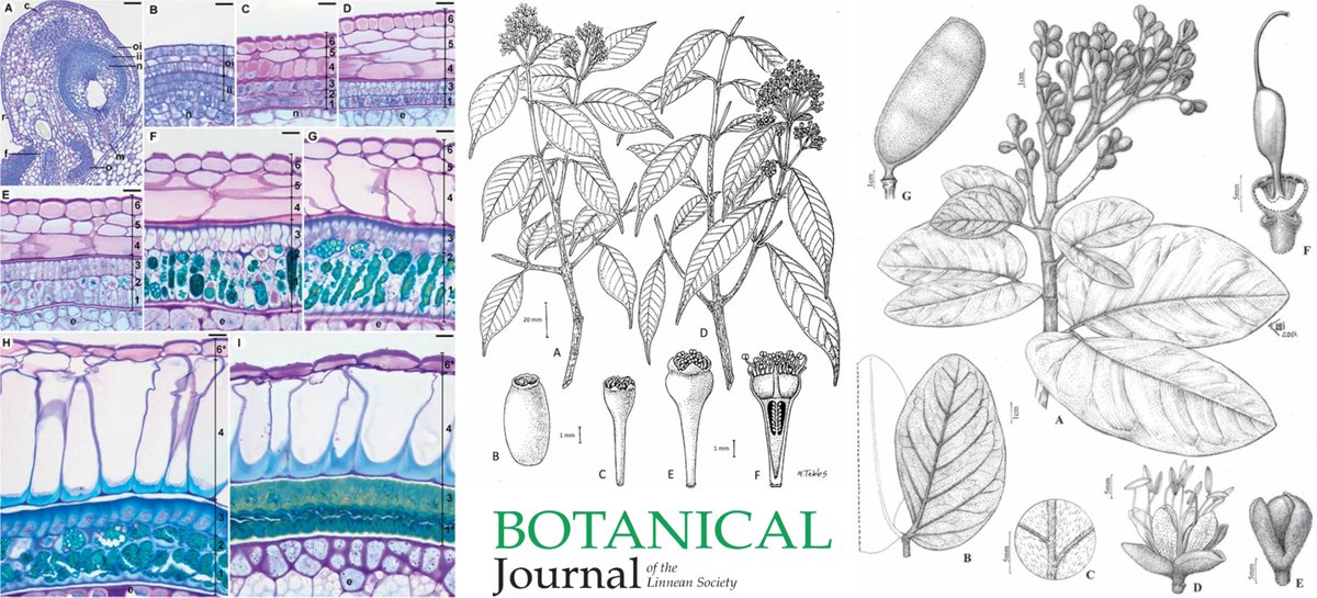 BotJLinnSoc's tweet image. Our May issue (202:1) is available online now, featuring articles on #tropical Fagaceae, polyploid #speciation in #gorses, morphological analysis of #Syzygium and much more! Click the link to read it below👇

ow.ly/S7HV50OkAFY
@LinneanSociety @OUPAcademic @OxfordJournals