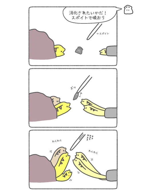 ウツボ日記  ウツボがたくさんスポイトに寄ってくる