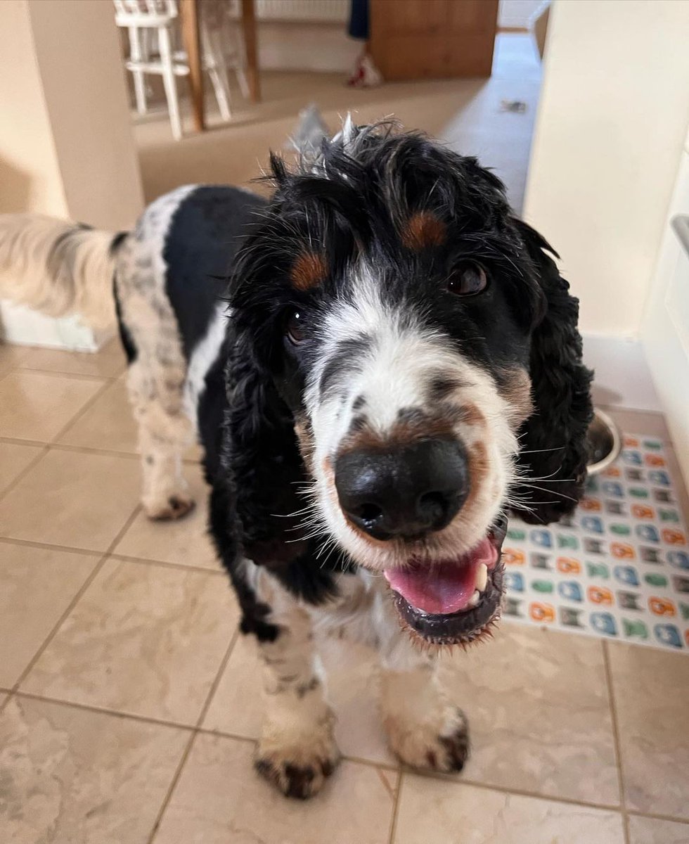 Good morning from a very happy hearing dog Wilbur 👋😁