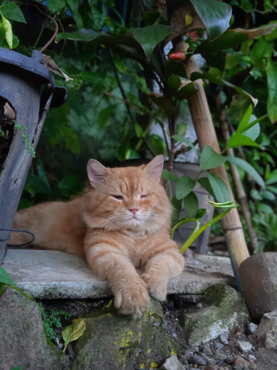 kamupenuhdosaa's tweet photo. @Oli_Kingdom Sorry mau nitip jg dong, kalo ada yg liat ga plg kerumah udh sekitar 3 harian dan ilangnya disekitaran pleburan simpang5 semarang. Ciri2nya mata kiri belekan:’) namanya momo, kalo ada yg liat boleh dm yaa. Terimakasih🙏🏻 https://t.co/xQFEC5U1Iw