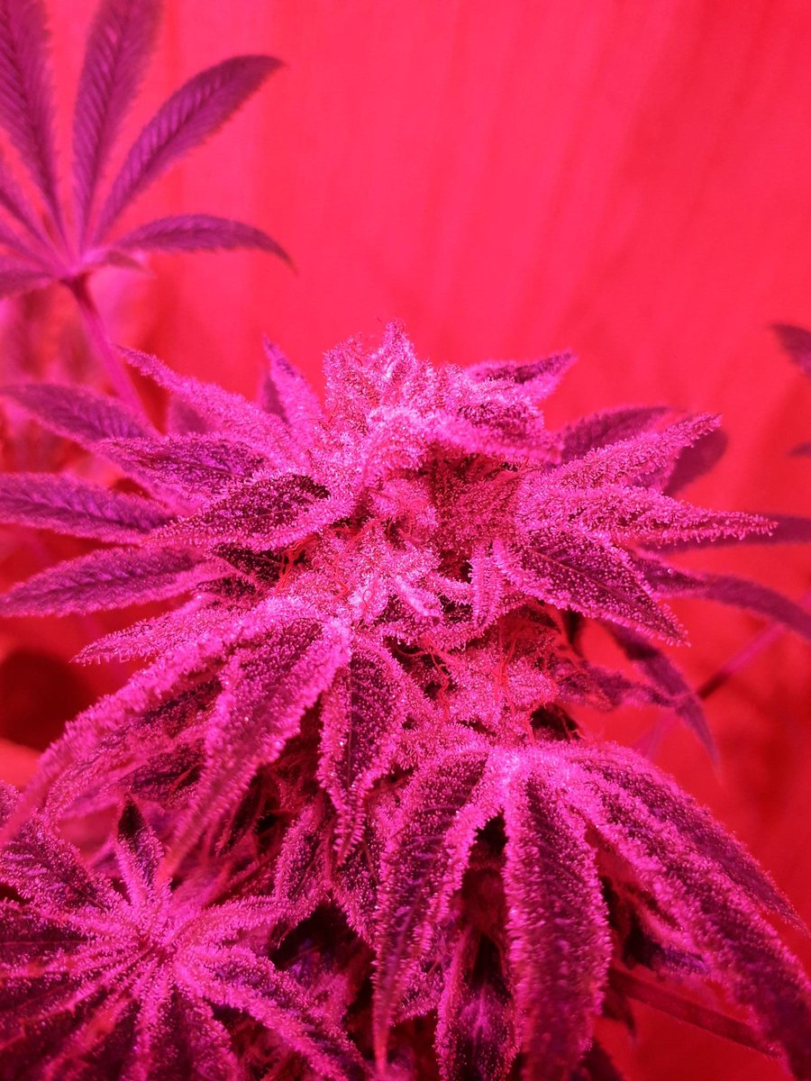 Do you want more resin?

#thc_science  #cannabisCommunity  #weed