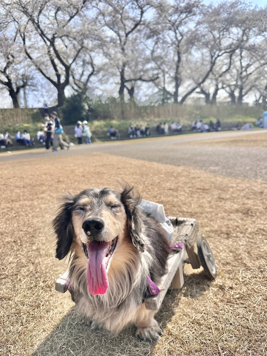 間違いなく世界一のいい子だった。人にも動物にも本当に優しくて歩行器に乗って幸せを振りまいてた。ママは今でも汁くんの事諦められないよ。でも、急に辛い体になっちゃったもんね。あの体は嫌だよね。小さくなっちゃった体だけど新しい姿でこれからも毎日一緒だよ。