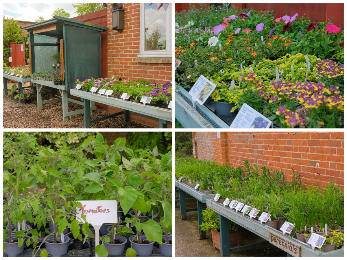 TheGrangeCentre's tweet image. Bedding, Herb, Tomato and Perennial Plants are available from the Walled Garden Shop at The Grange at Bookham open Monday - Friday 10am - 3pm. Remember every purchase you make goes towards supporting the people we support. #supportyourlocalcharity #shoplocal #spendlocal
