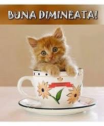 VojkicV's tweet photo. @NeacsuRmn Bunä dimineata!☕️☕️🍀☀️ https://t.co/IbAnoTRiep