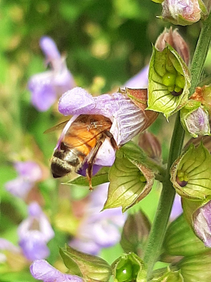 La salvia oltre ad avere molteplici proprietà , 
nutre con  i suoi fiori 
anche le preziose api.
🌸🐝🌿