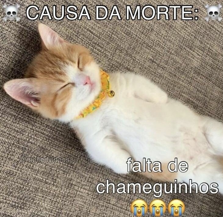 shitpostverdade's tweet image. 