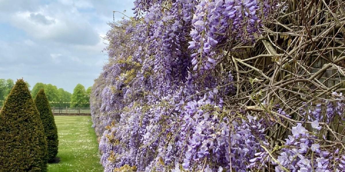 The month of May can only mean one thing - WISTERIA HYSTERIA 💜
#wisteriawatch #wysteriahysteria #wyseriaflowers #purpleflowers #spring #mayflowers #flowers
