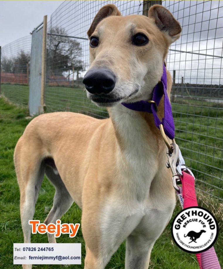GreyhoundRFife's tweet photo. Could U give an energetic #Greyhound a home? Teejay (5)needs an experienced owner who can offer a best life. In return you will get a loving, fun &amp;
confident boy. Access to a fenced garden is vital as he is an outdoor soul, 
loves #zoomies .Call 07826 244765 #ForgottenSoulsHour https://t.co/Jblwxd6I5X