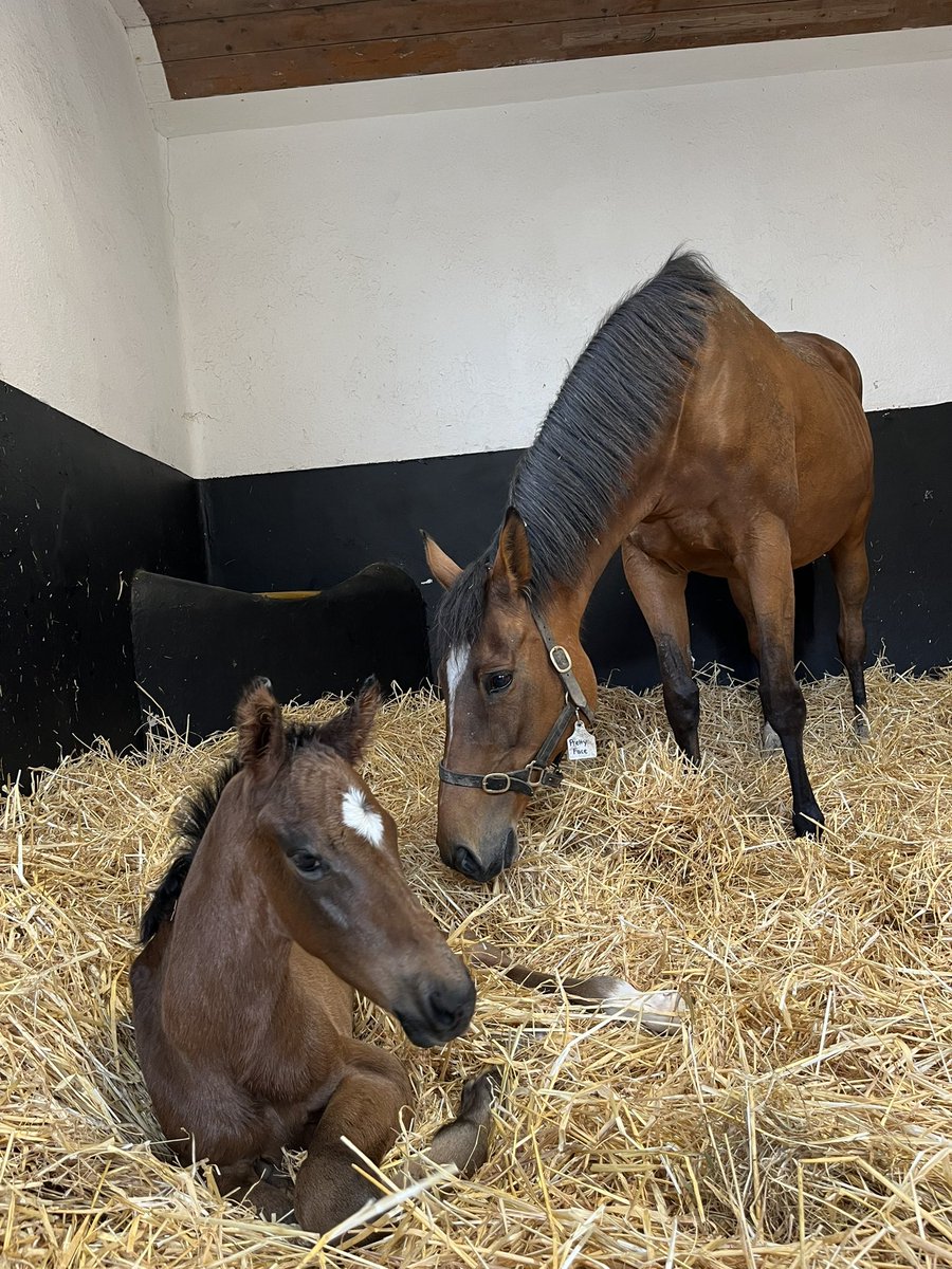 More than just a Pretty Face! 💚
Pretty Face with her cracking colt by Nando Parrado born last night. 
Pretty Face is the dam of Stakes placed Jack Darcy and the immediate family of sire ELMAAMUL and Champion 2YO filly and Gr.1 winner REAMS OF VERSE.