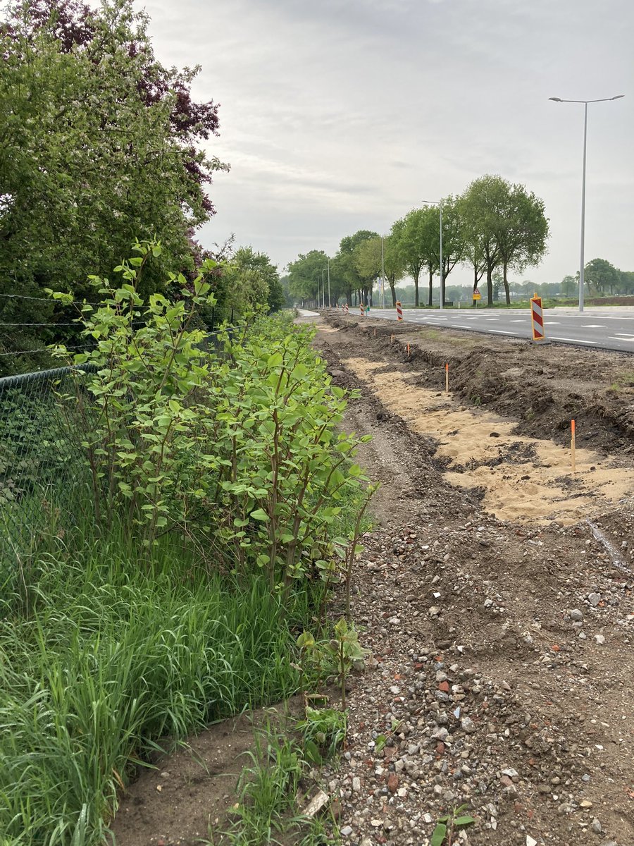 Harry_Herrie's tweet photo. Maak alsjeblieft dat fietspad nu niet af voordat de #japanseduizendknoop daar is bestreden! #N271 #milsbeek @limburg @heijmansnl @GemeenteGennep https://t.co/tnluJ4YcTT