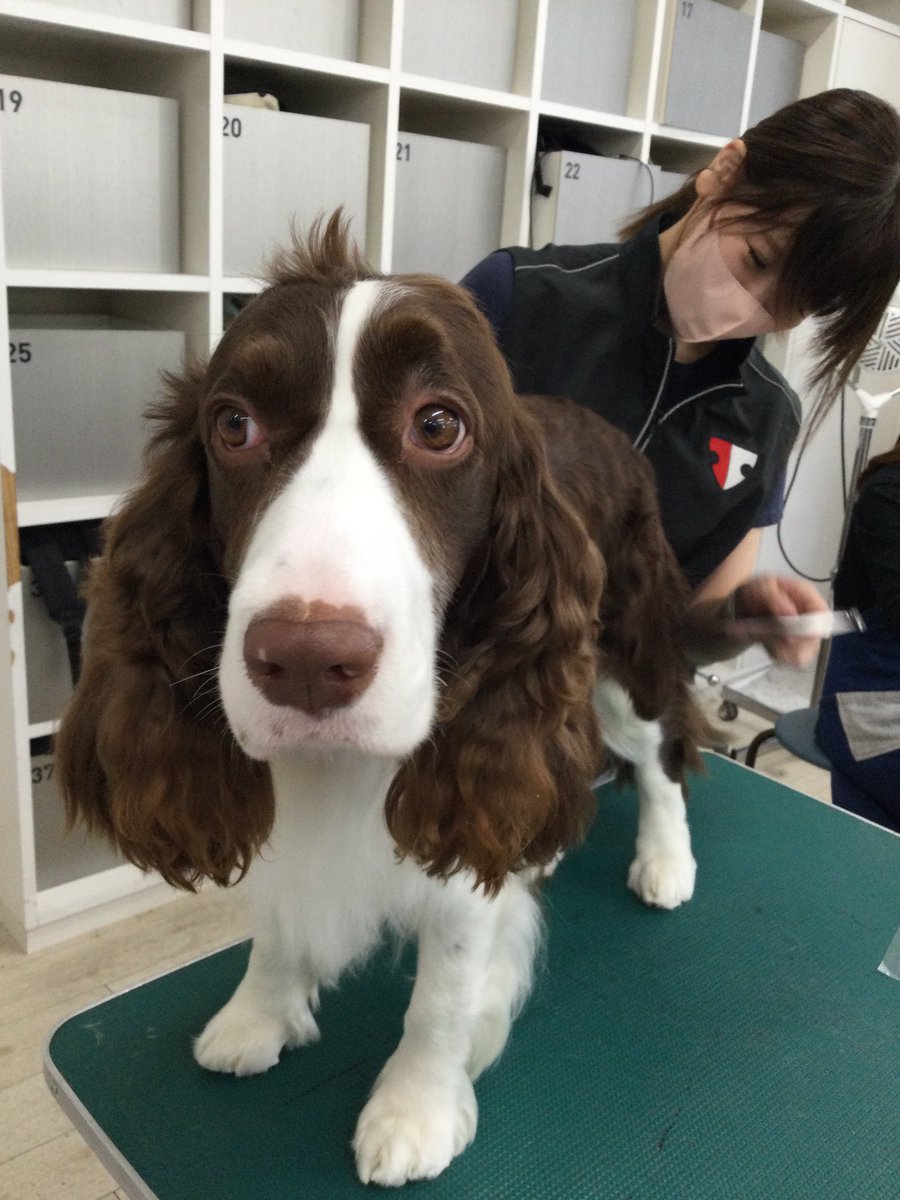 頭のぴょこ毛がとっても可愛いですね！
体もスッキリになりました！

#池尻大橋 #ケンネルスクール #トリマー #トリマーの卵