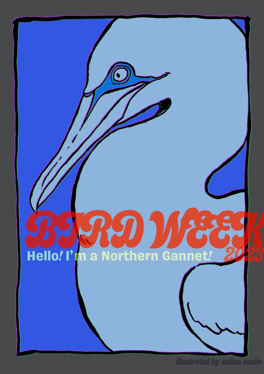 asako_bird's tweet photo. ［ Hello! Birds! <Northern Gannet> ］
2枚目は、シロカツオドリです。
鮮やかなブルーのアイリングに隈取りのような黒いフチ取り、鋭い眼、めちゃかっこいい鳥さんです。
横顔はイケメンですが、正面はマルコメボーズのようでかわいい印象に。そのギャップがまたいいですね。#愛鳥週間 #鳥 #イラスト https://t.co/jBbQ2ecg2d