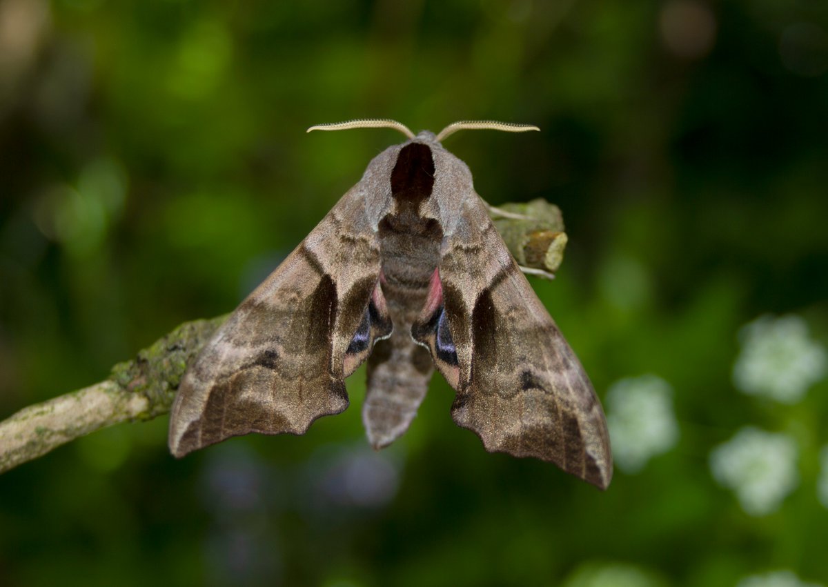More moths last night and more variety including Least Black Arches, Brindled Beauty, Scalloped Hazel, Silver Y and this lovely Eyed Hawkmoth among the visitors.