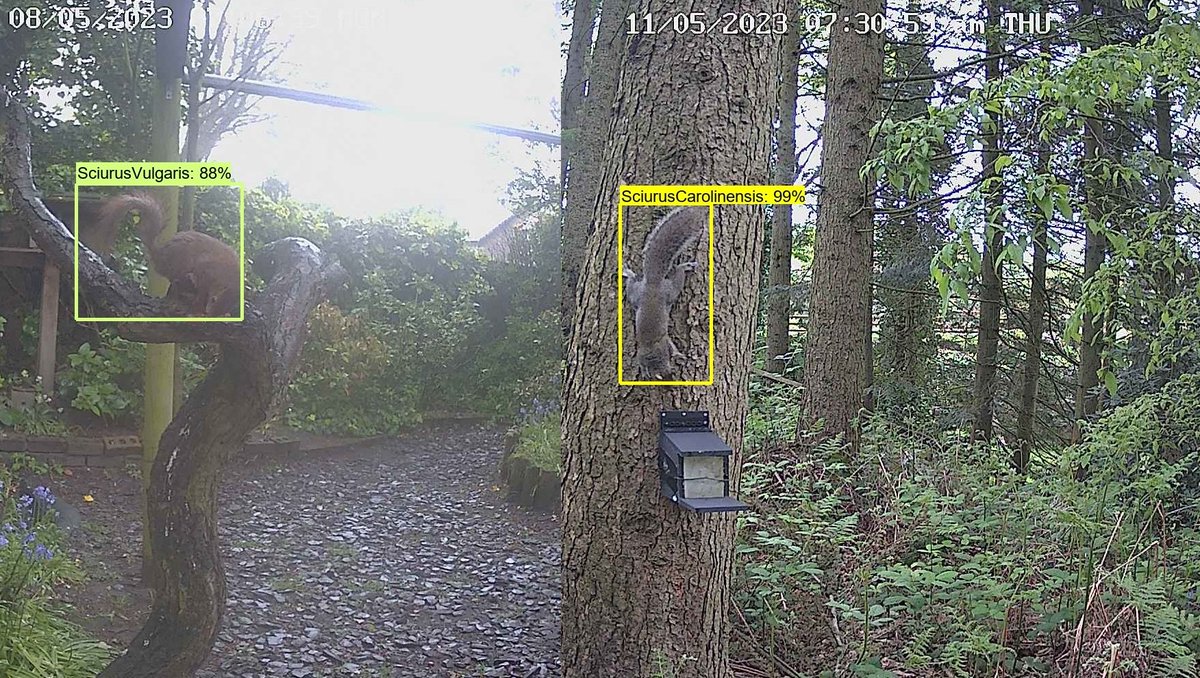 ConservationAI (@ai_conservation) on Twitter photo Some recent real-time detections of Grey and Red #squirrels in the #UnitedKingdom
<a href="/LJMU/">Liverpool John Moores University</a> <a href="/KnowsleySafari/">Knowsley Safari</a> Some recent real-time detections of Grey and Red #squirrels in the #UnitedKingdom
<a href="/LJMU/">Liverpool John Moores University</a> <a href="/KnowsleySafari/">Knowsley Safari</a>