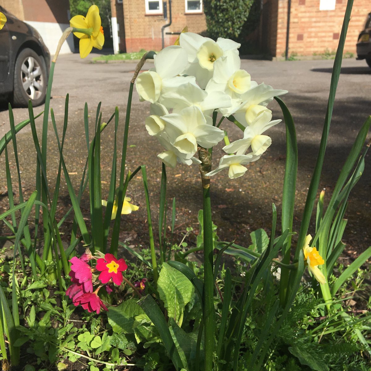 Edges of car parks brightened up with residents donated bulbs …blooming. #chertseycourt
#communitygardens
#communitygardeners