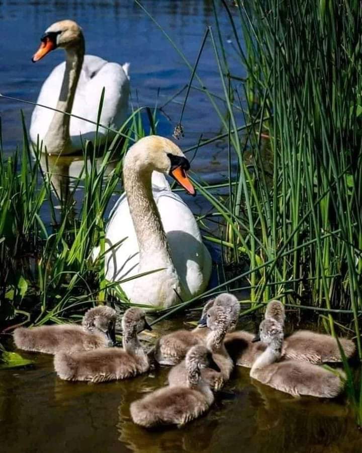 Good morning <a href="/BsoRules/">Kathy</a> <a href="/Mindlessrobot37/">Judy</a> <a href="/terry_sackett/">Terry Sackett ☮️🌱🌳🌷🌺🌼🌞</a> @misfitlady66 <a href="/Sarahkittrell3/">Sarah K</a> <a href="/LaurieMit/">Laurie M.</a> <a href="/GarageNinja1/">Kathy 🥷</a> <a href="/SueFreitas6/">Sue Freitas</a> <a href="/Barbarabxj349/">Barbara Johnson🙋🐶🐾🐾🇺🇦☮️🕊</a> <a href="/k/">k</a>