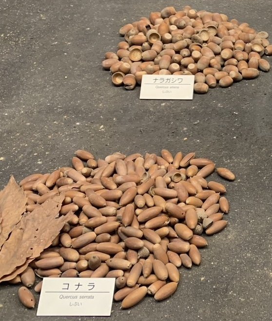 大阪市立自然史博物館、どんぐりの説明が味の感想で最高だった