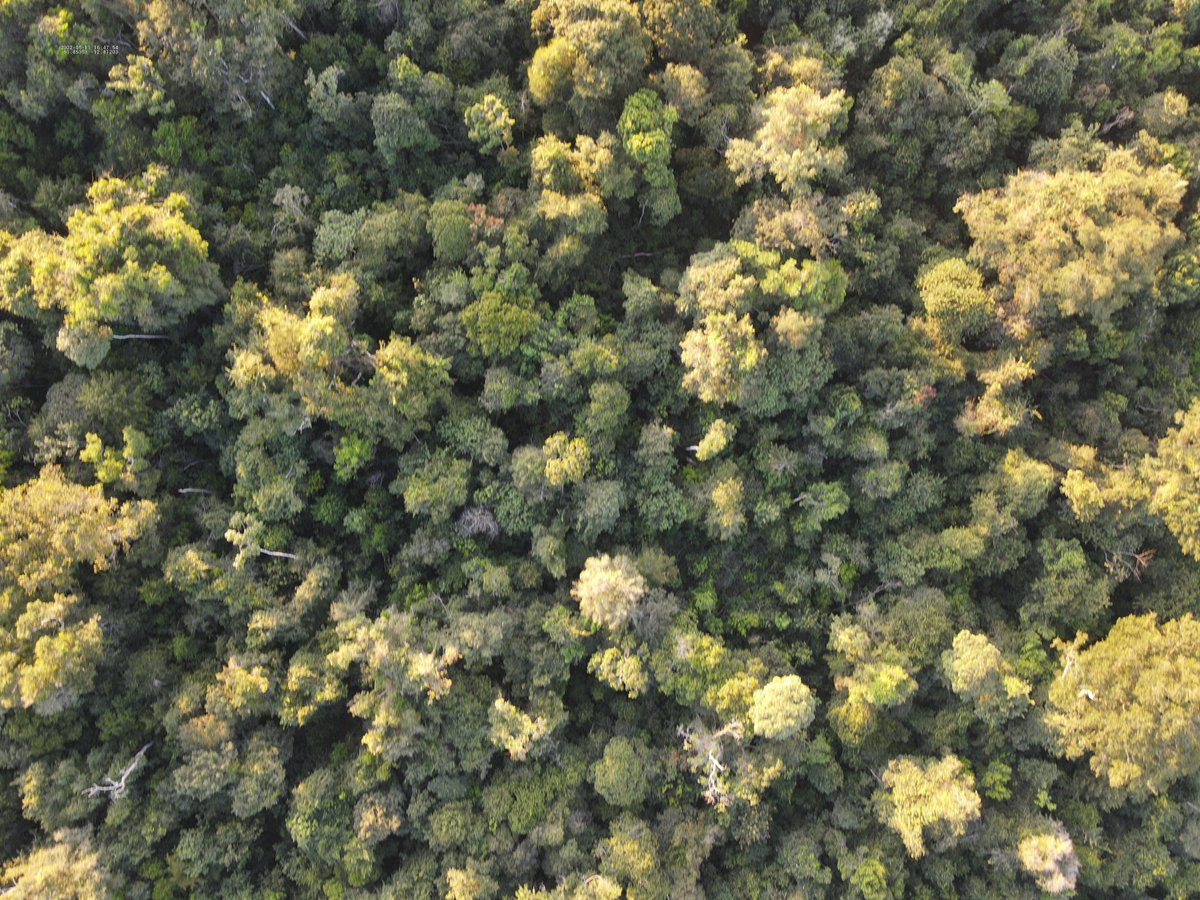 EoCdt's tweet photo. Exciting PhD Opportunity to Study Amazon forest Response to Drought! 3.5 yr funded PhD project with the SENSE CDT to combine field data collection in a newly funded rainforest drought experiment in southern Amazonia with remote sensing observations of water stress. https://t.co/QTFN7jZtei