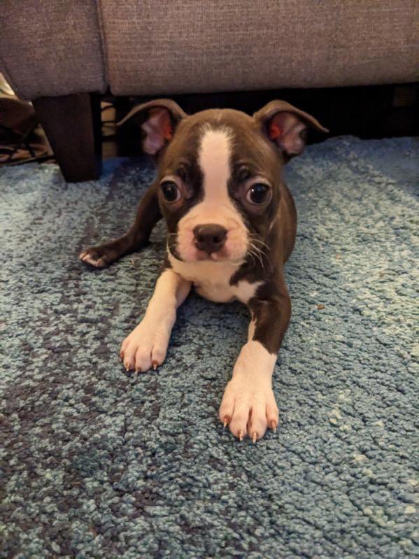 The newest member of our family. Meet Lila.