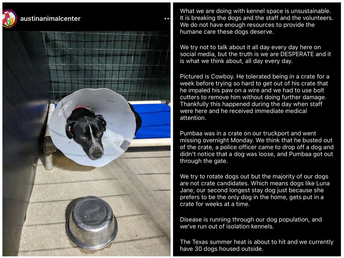🚨 Dear #AustinTX friends… Please RT widely… @AustinAnimals desperately needs fosters &amp; adopters. #FostersSaveLives ❤️‍🩹🙏🏼🐶🐾 They are active on #instagram (UN: austinanimalcenter) &amp; are begging for help. Please open your ❤️ and 🏡 #AdoptDontShop #dogsftwitter