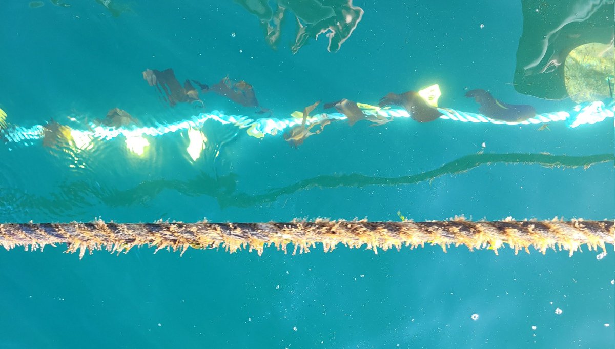 Deployed juvenile bull kelp (#durvillaea) on cultivation lines for the first time! (To our knowledge) Growth rates will be measured monthly over 12 months and compared to tagged individuals in a nearby natural population. Exciting stuff at @IMASUTAS ! #seaweedfarming #research