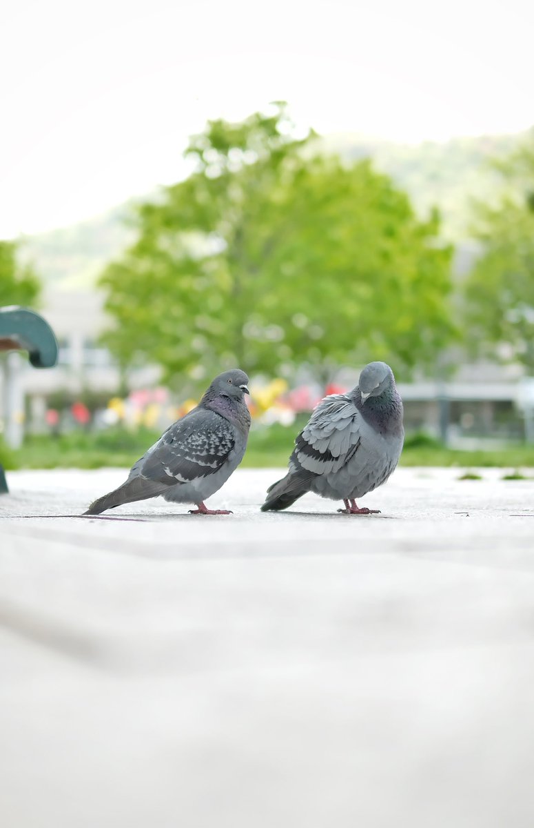 散歩。

#fujifilm 
#xs10 
#sigma30mmf14 
#xf1855 
#今日もx日和 
#写真好きな人と繋がりたい 
#写真撮ってる人と繋がりたい 
#キリトリセカイ 
#photography 
#photooftheday 
#photoshoot
#streetphoto