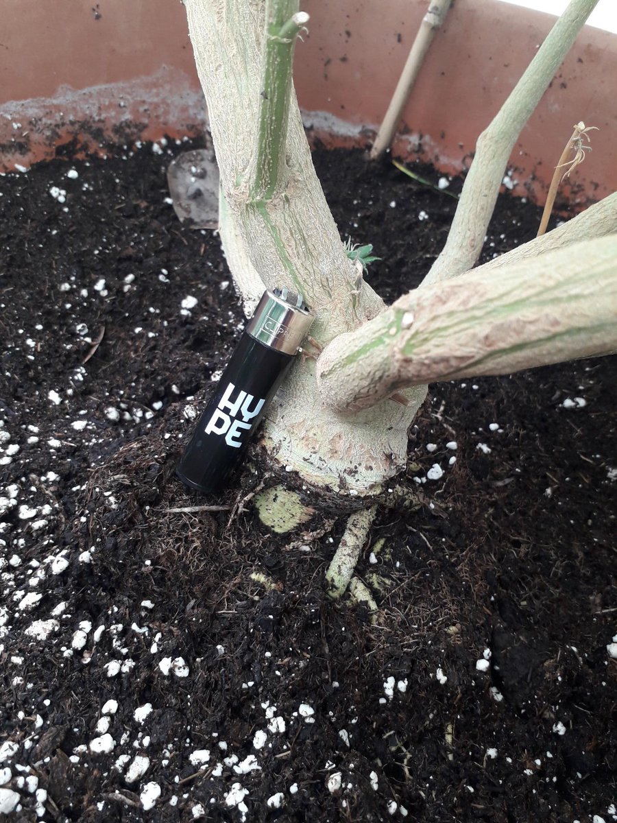 How is the outdoor cultivation going?

#THC_science  #CannabisGrow  #OutdoorGrowing  #CannabisCommunity  #Weed