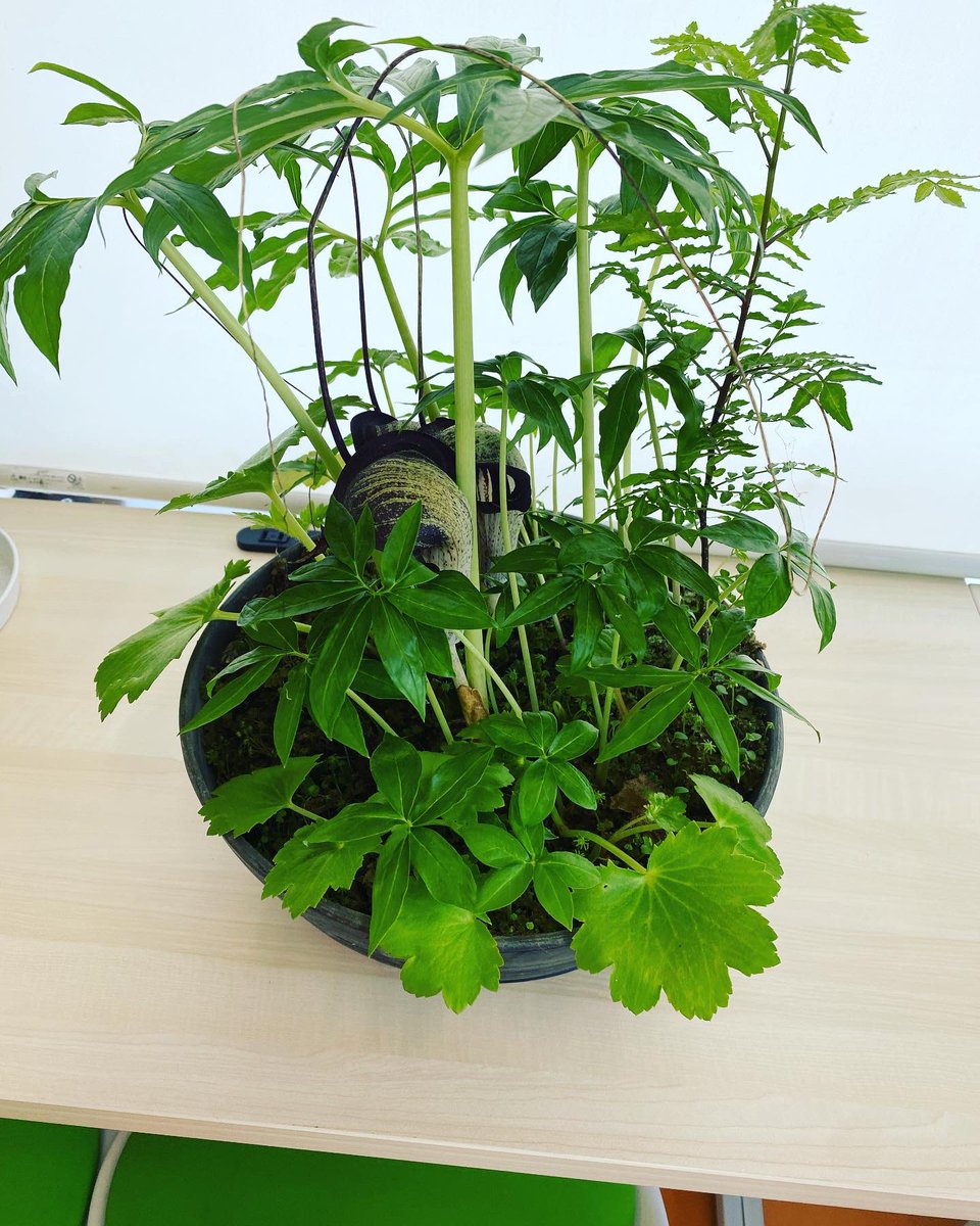 ehonncafe's tweet photo. あめのちはれです😊

利用者さんのご家族から植物をいただきました🪴✨いつもありがとうございます♪

#あめのちはれ
#南魚沼市
#就労継続支援b型 
#福祉施設
#植物
#ありがとうございます https://t.co/fXYS0eKuw3