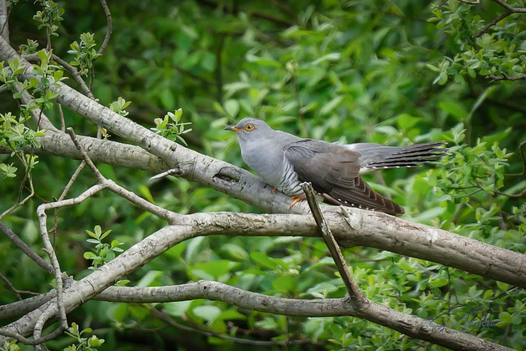 My first 'proper' Cuckoo shots ever, male and female very vocal and active but still stayed right at the end of my lens's reach @RSPBCymru @GOWEROS1 @glamorganbirds @WTSWW_Swansea