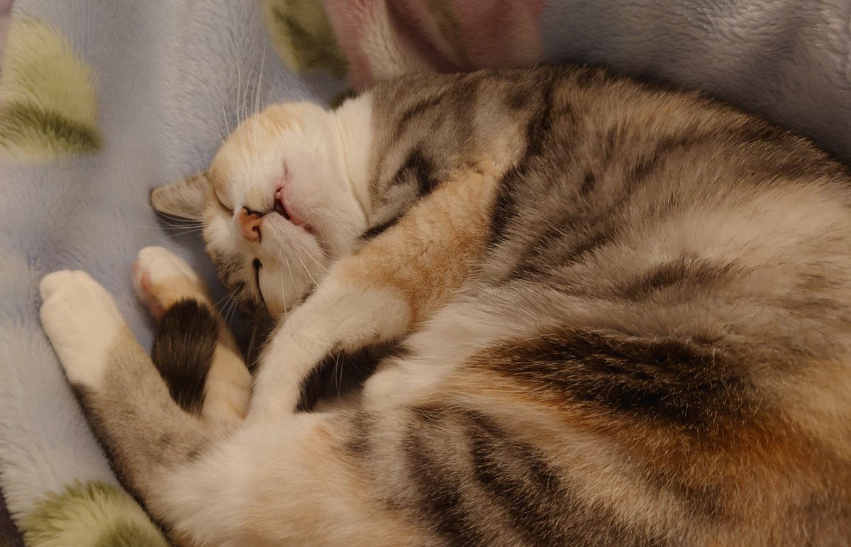Pinotcat511 tweet picture