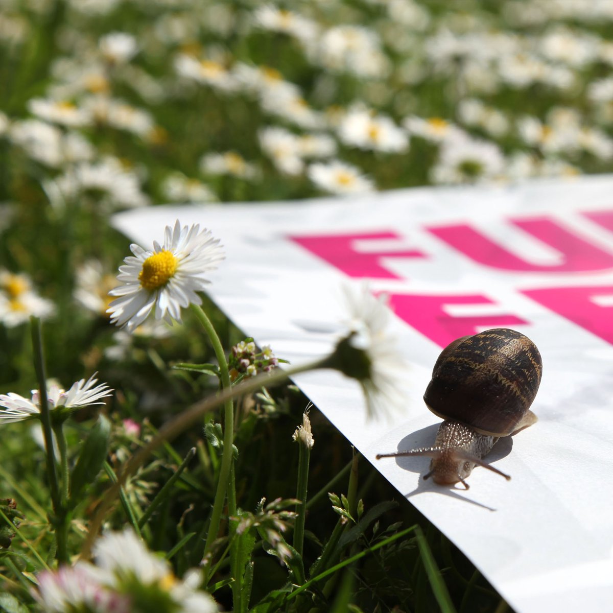 ♡♡♡ FESTIVAL FUMETTI 2023 ♡♡♡

Bientôt, les escargots amoureux d'Anne-Margot Ramstein laisseront des traînées de bave sur tous les murs de Nantes !

Rendez-vous du 1er au 11 juin à Nantes

#maisonfumetti #nantes #dessin #illustration #bandedessinee #festival #fumetti #amour