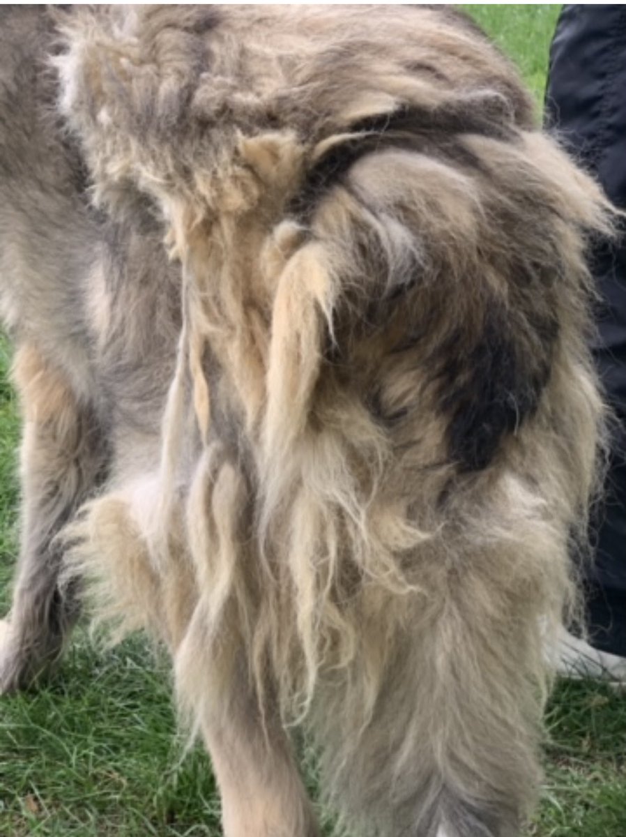 dotslondon's tweet photo. Mr F , a section 3 (dangerous dog act) that bit a member of public ( for approaching and trying to grab a 80kg Caucasian shepherd).
The police force wanted him destroyed. We stepped forward to give him a chance under our behavioural training along with the owner. He arrived out of police kennels , in a state beyond words, underweight, matted,unapproachable due to handlers bringing him out to our transporter with 2 poles wrapped round his neck - our behaviourist /trainer took over with patience & a slip lead & he has been with us for quite a few months due to legal paperwork cock up! We are keeping him safe from any further possible destruction whilst our new legal team sort the paperwork situation out.
Mr F is adorable, approachable, loves his walks and cuddles. Welcomes other doggy visitors and giving you his paw to day thank you.

Should he of been shot then to ??? 
There are experts that assess if a dog is dangerously out of control not standard police officers on a mission to shoot! 

Yes I’m still extremely angry and distressed but thank god we are able to save many!! 

First 2 photos is how Mr F is on todays date, last 2 photos is how Me F came into us from police kennels ( out of London force)