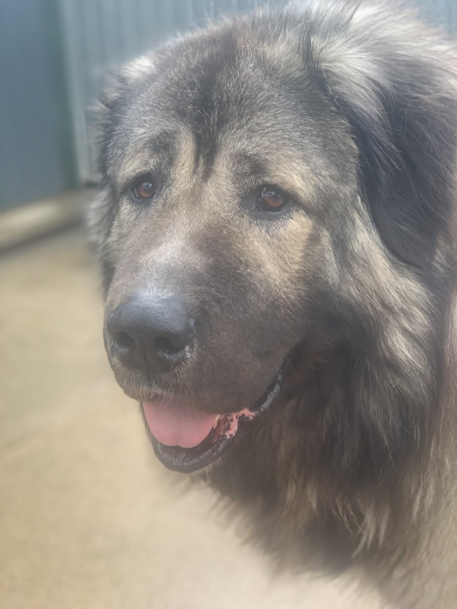 dotslondon's tweet photo. Mr F , a section 3 (dangerous dog act) that bit a member of public ( for approaching and trying to grab a 80kg Caucasian shepherd).
The police force wanted him destroyed. We stepped forward to give him a chance under our behavioural training along with the owner. He arrived out of police kennels , in a state beyond words, underweight, matted,unapproachable due to handlers bringing him out to our transporter with 2 poles wrapped round his neck - our behaviourist /trainer took over with patience & a slip lead & he has been with us for quite a few months due to legal paperwork cock up! We are keeping him safe from any further possible destruction whilst our new legal team sort the paperwork situation out.
Mr F is adorable, approachable, loves his walks and cuddles. Welcomes other doggy visitors and giving you his paw to day thank you.

Should he of been shot then to ??? 
There are experts that assess if a dog is dangerously out of control not standard police officers on a mission to shoot! 

Yes I’m still extremely angry and distressed but thank god we are able to save many!! 

First 2 photos is how Mr F is on todays date, last 2 photos is how Me F came into us from police kennels ( out of London force)