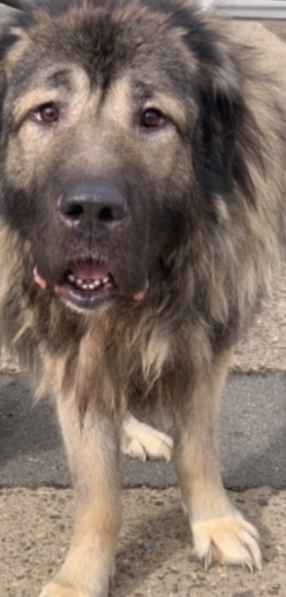 dotslondon's tweet photo. Mr F , a section 3 (dangerous dog act) that bit a member of public ( for approaching and trying to grab a 80kg Caucasian shepherd).
The police force wanted him destroyed. We stepped forward to give him a chance under our behavioural training along with the owner. He arrived out of police kennels , in a state beyond words, underweight, matted,unapproachable due to handlers bringing him out to our transporter with 2 poles wrapped round his neck - our behaviourist /trainer took over with patience & a slip lead & he has been with us for quite a few months due to legal paperwork cock up! We are keeping him safe from any further possible destruction whilst our new legal team sort the paperwork situation out.
Mr F is adorable, approachable, loves his walks and cuddles. Welcomes other doggy visitors and giving you his paw to day thank you.

Should he of been shot then to ??? 
There are experts that assess if a dog is dangerously out of control not standard police officers on a mission to shoot! 

Yes I’m still extremely angry and distressed but thank god we are able to save many!! 

First 2 photos is how Mr F is on todays date, last 2 photos is how Me F came into us from police kennels ( out of London force)