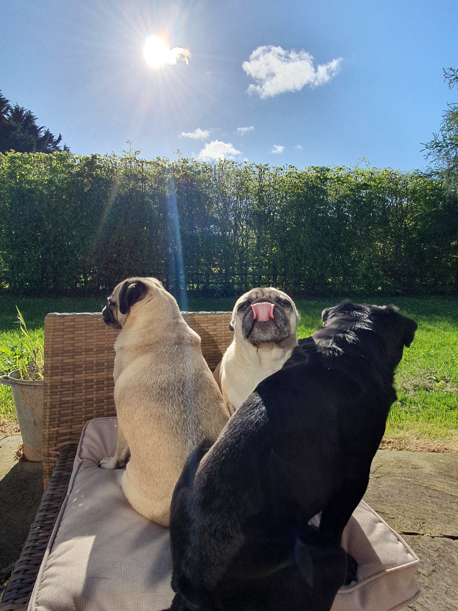 We're topping up our #vitamind and #toastingourbuns in the #sun Pals 😎❤️ #dogsoftwitter #dogsinlove #dogs #dogslife #dogsofworld #fawnpug #blackpug #puglife #pugworld #bluesky #clouds #nature #skies #pugsoftwitter #RescueDog #thursdayvibes #thursday #sky #sunshine #happy #love