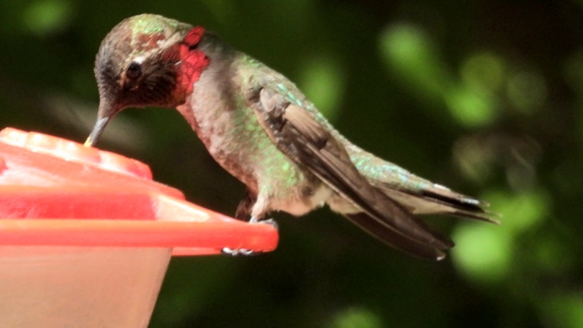 Here's a nice Anna's hummingbird. A cutie to get you creativity flowing. #hummingbirds #books by Elless Bock. #WritingCommunity #writers #kidsbooks available too. Just google my pin name. Write on!