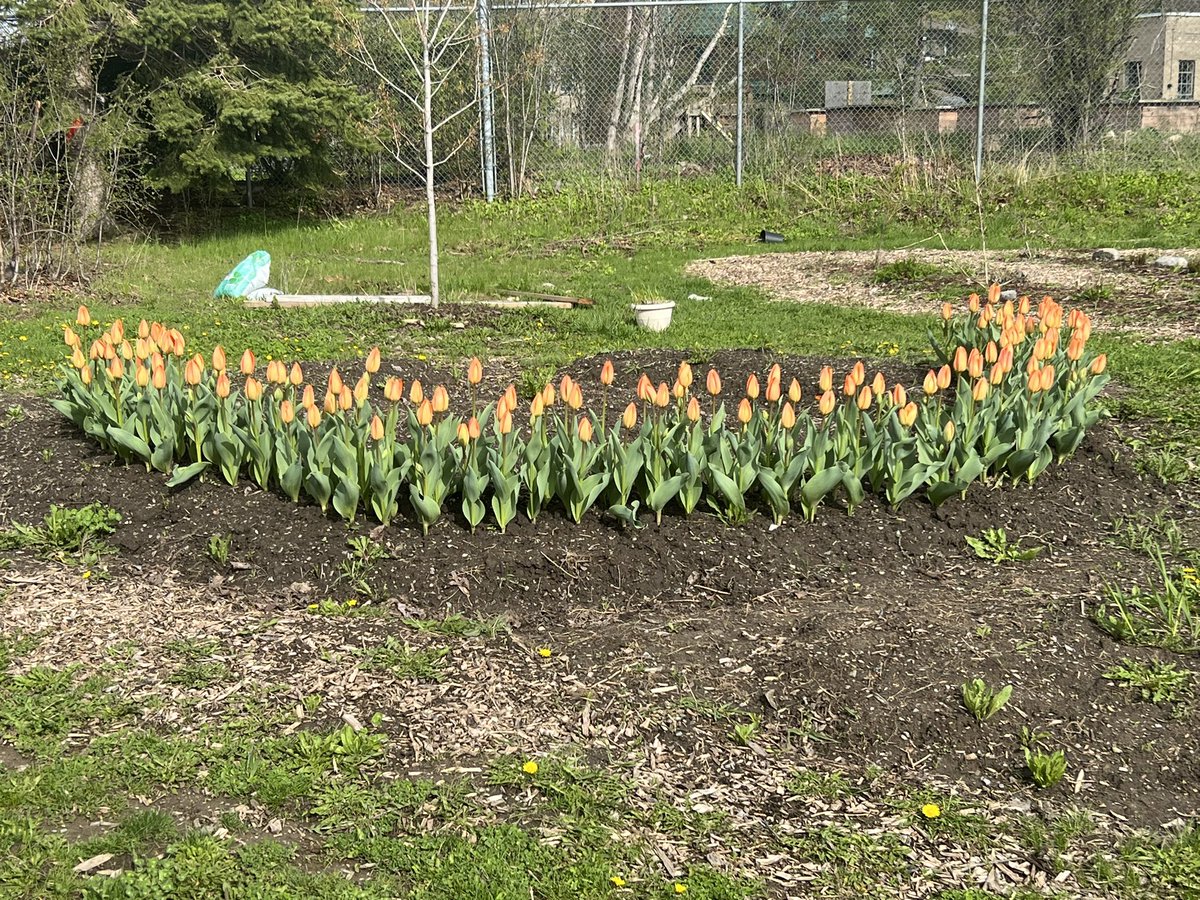 Chi-Miigwetch for the donation of our orange tulip bulbs to help raise awareness of Residential Schools’ impact on Indigenous people.  <a href="/PVNCCDSB/">PVNCCDSB</a> #BeingCommunity