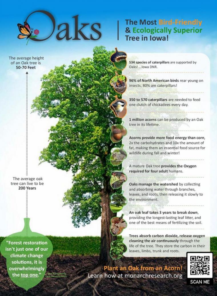 From @DougTallamy - Why we need more oaks
rcreader.com/commentay/why-…