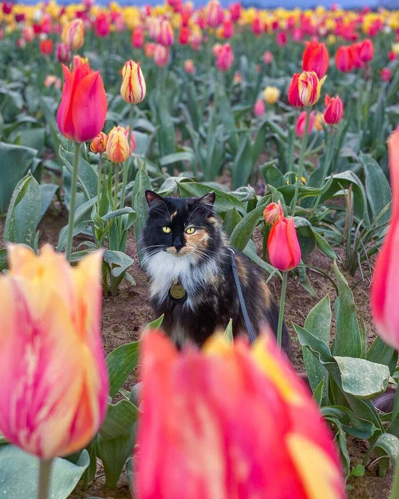Employee pet Umami had a great time exploring the tulip fields last week!
Our stellar receptionist Jessica has done an amazing job leash training both of her cats (they can do cool tricks too!), and we love to follow their adventures.
@wasabi_umami ❤… instagr.am/p/CsG5MCBrRX6/