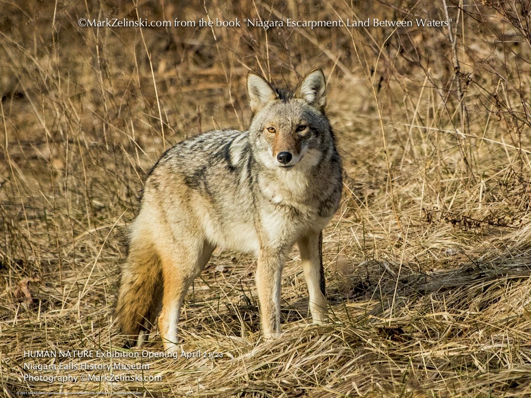 MarkZelinski's tweet photo. #HumanNature Exhibit @nfmuseums #COYOTE from the upcoming photobook #NiagaraEscarpment #LandBetweenWaters https://t.co/np2cju2noc @NFeXchange @NiagaraFalls @NCC_CNC @greenbeltca @CoyoteWatchCAN @NiagaraParks @CanGeo @ExploreON @WWFCanada @BrockUGeoTour @BruceTrail_BTC @RCGS_SGRC https://t.co/5hOzJIM9rb