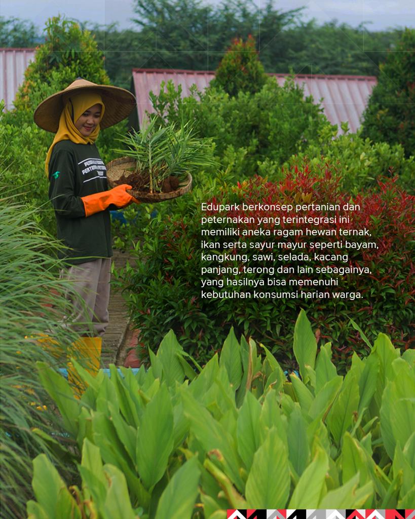 BUMNJrSigap's tweet photo. Page II
Pabrik Rembang. 

Selain itu, terdapat juga lahan seluas 1,6 ha sebagai fasilitas Edupark terpadu yang dimanfaatkan para petani untuk belajar yang memiliki aneka ragam hewan ternak, ikan, serta sayur mayur.

#PabrikRembang
#EduparkSIG
#GoBeyondNext 
#EmbracingFutureLiving https://t.co/FPYXSF7fXJ