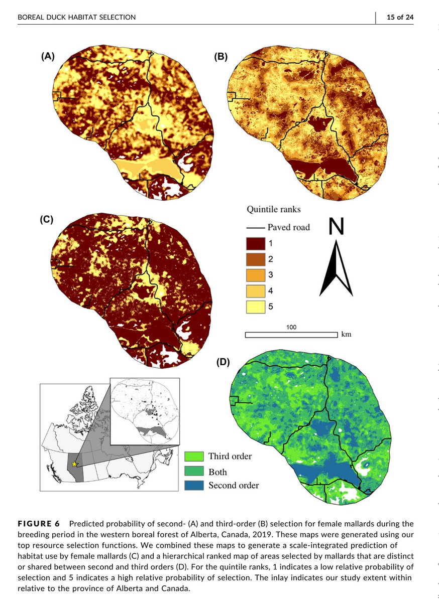 Who doesn't love spatial model predictions? Beautiful and informative. Here is our latest from our research on ducks in the boreal forest. tinyurl.com/3ejpz462. Excellent work by the Twitterless Ryan Johnstone with <a href="/DysonWildlife/">Matt Dyson</a> <a href="/ducanada/">Ducks Unlimited CAN</a>. <a href="/ers_uw/">School of Environment, Resources & Sustainability</a> <a href="/envwaterloo/">Waterloo Environment</a>