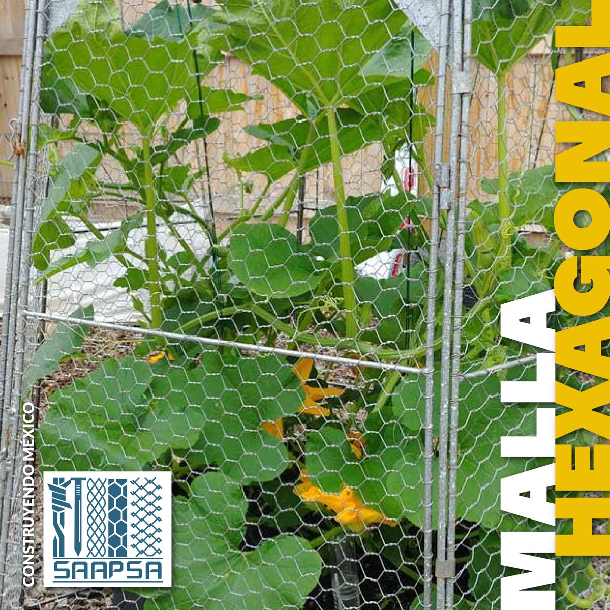 SAAPSA2's tweet photo. MALLA HEXAGONAL
✅ Tiene un acabado galvanizado.
✅ Viene en aberturas 13 mm Pajarera, 25 mm Pollera y 50 mm Gallinera
✅ Diversidad de usos: Jaulas para animales pequeños, Protección de jardines, Enjarres
#MallaHexagonal #DiversosUsos #MallaPollera #MallaGallinera #MallaPajarera https://t.co/IlIL77FBe2