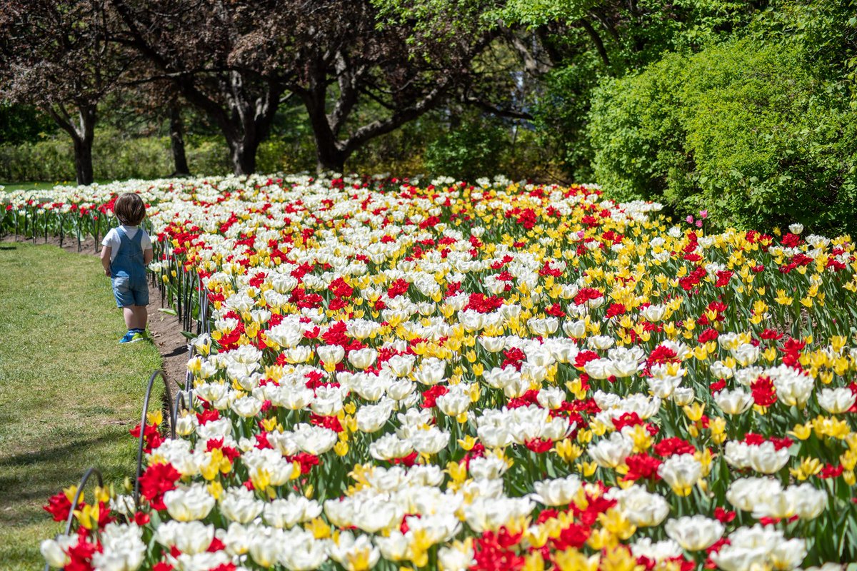 NLinCanada's tweet image. Tomorrow, the @CdnTulipfest opens in #Ottawa! 

This festival is home to thousands of tulips sent by 🇳🇱  to 🇨🇦 as a gesture of gratitude for their role in the liberation of the Dutch people during #WWll.

Plan your visit to see for yourself: tulipfestival.ca. 🌷🌷🌷