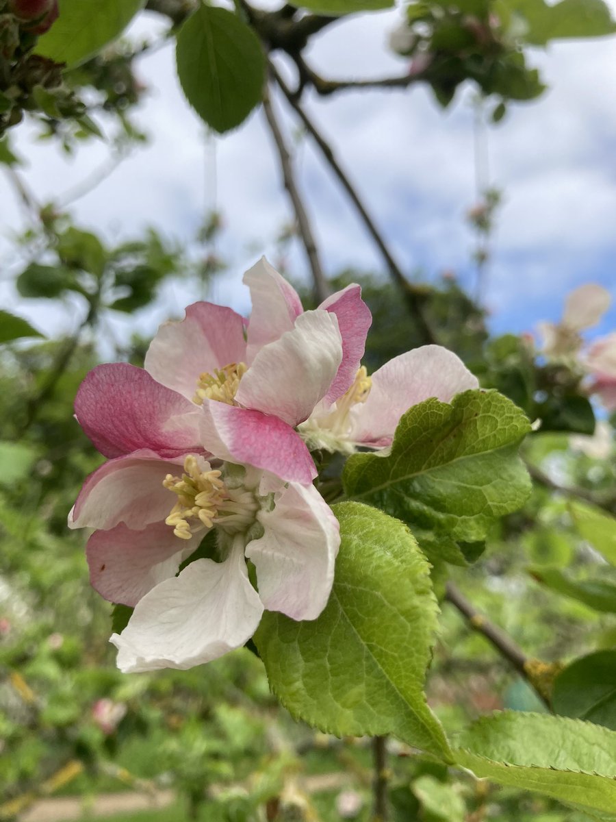 Judy Carr tweet media