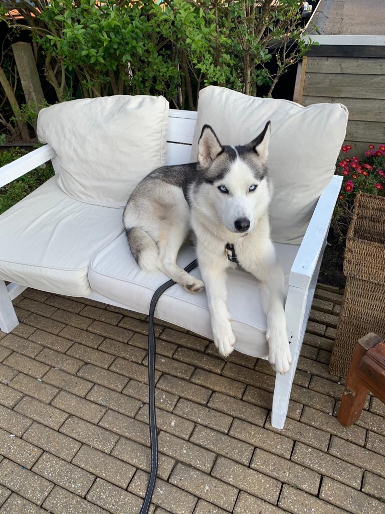 Nieuwe aanmelding: Bella
Geslacht: Teef
Leeftijd: 5 jaar
Locatie: Ter Heijde, Zuid-Holland (NL)

Link: herplaatsing-huisdieren.nl/huisdier_bekij…